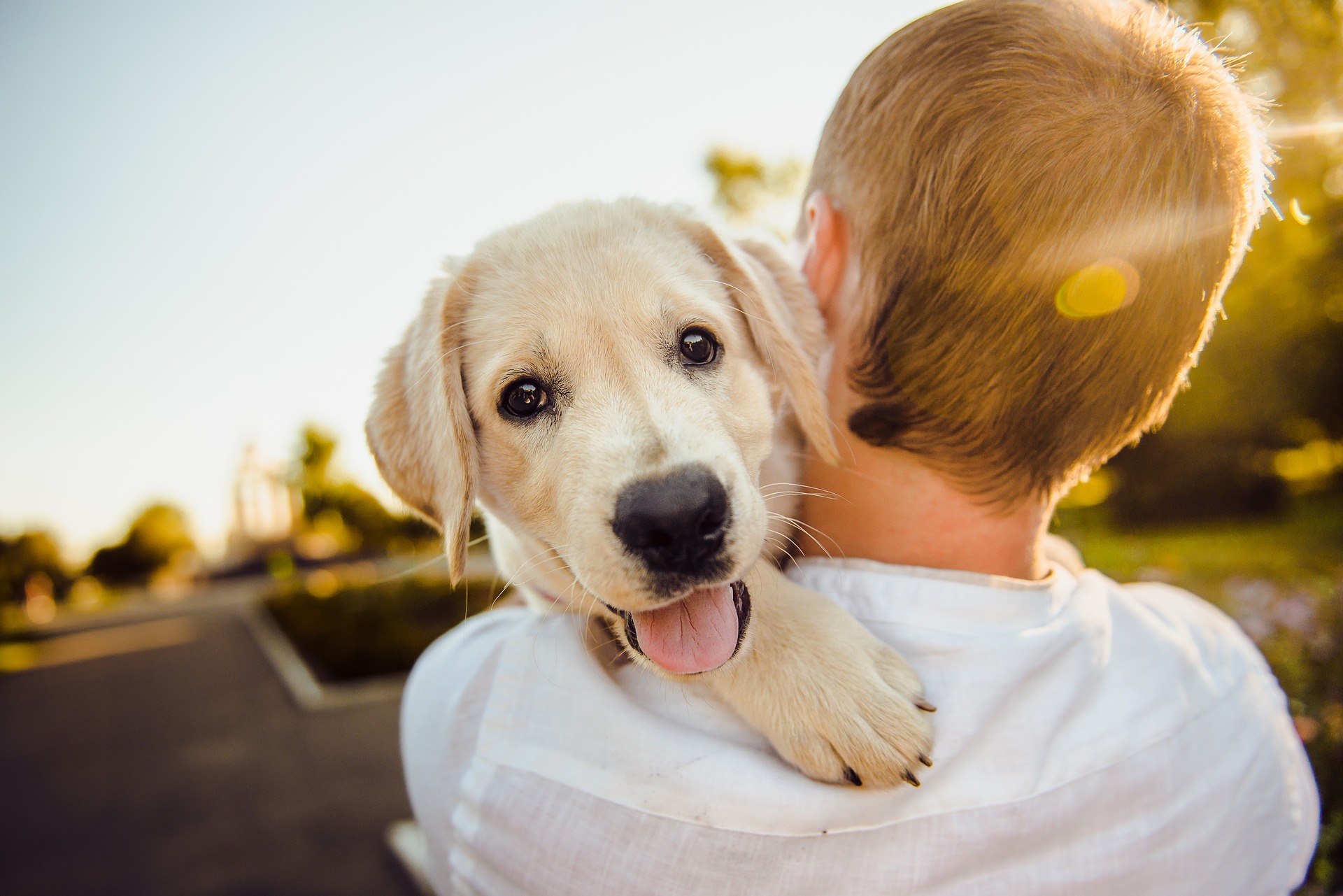 "Massage humain, massage canin !"